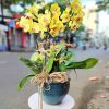 Chậu Lan Hồ Điệp Vàng 6 Vòi Hoa HD088