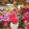 CHẬU LAN HỒ ĐIỆP 6 CÀNH HOA MIX MÀU HD050