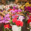 CHẬU LAN HỒ ĐIỆP 6 CÀNH HOA MIX MÀU HD051
