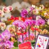 CHẬU LAN HỒ ĐIỆP 6 CÀNH HOA MIX MÀU HD051