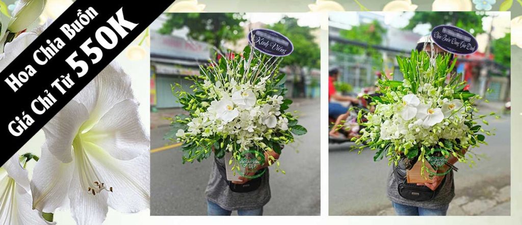 Chậu Lan Hồ Điệp Xinh Xắn