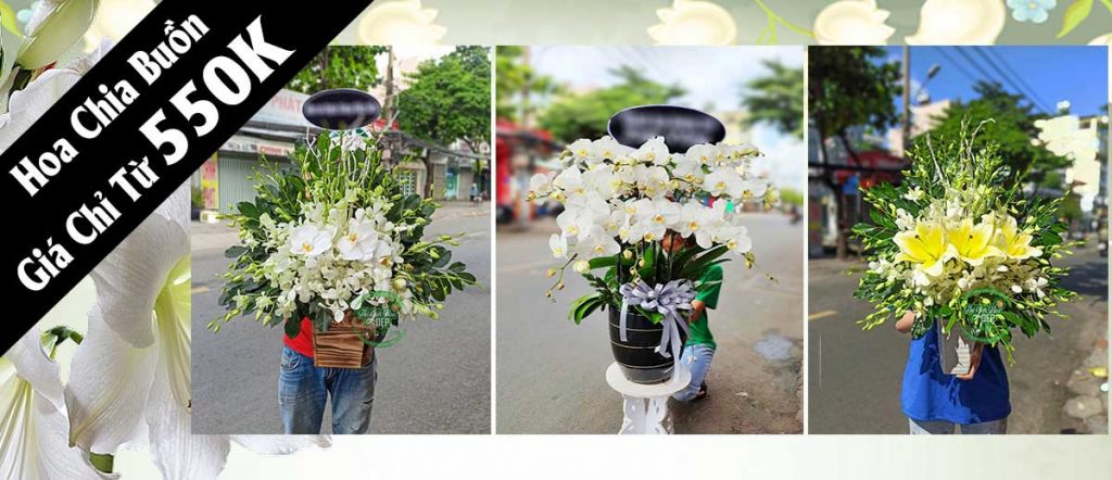 Chậu Lan Hồ Điệp Xinh Xắn