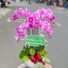 Chậu Lan Hồ Điệp Đột Biến 5 Cành Tím Hồng HD105