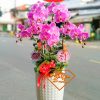 Chậu Hồ Điệp Hồng Đốm VIP 5 Cành HD135