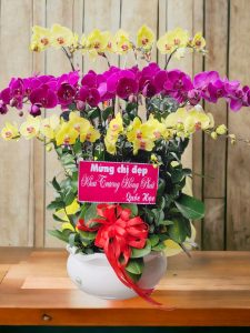 Chậu Lan Hồ Điệp 18 Cành Tím Vàng HD150