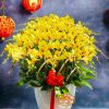 Chậu Lan Hồ Điệp 50 Cành Vàng Tết 2024 HD155