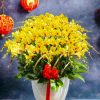 Chậu Lan Hồ Điệp 50 Cành Vàng Tết 2024 HD155