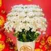 Chậu Lan Hồ Điệp 50 Cành Trắng Tết 2024 HD156