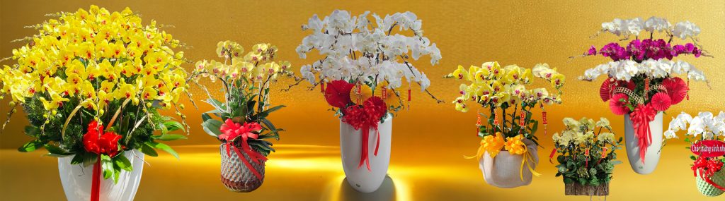 Chậu Lan Hồ Điệp Xinh Xắn