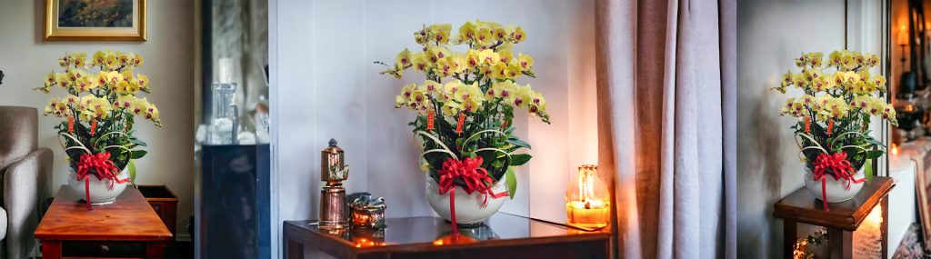 Chậu Lan Hồ Điệp Xinh Xắn