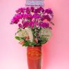 Chậu Lan Hồ Điệp 12 Cành Tím HD180
