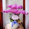Chậu Lan Hồ Điệp 6 Cành Hồng Tím HD181