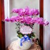 Chậu Lan Hồ Điệp 6 Cành Hồng Tím HD181